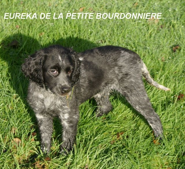 Eureka De La Petite Bourdonnière